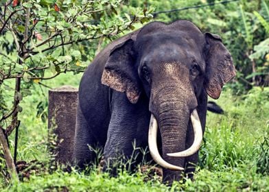 The Asian Elephant