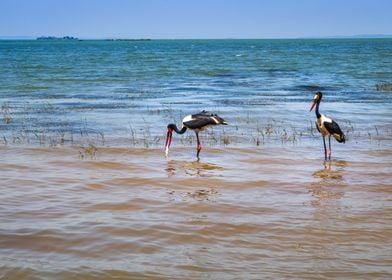 Two saddlebilled storks