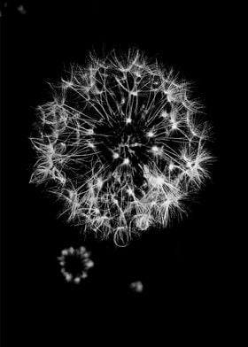 Dandelion Flower