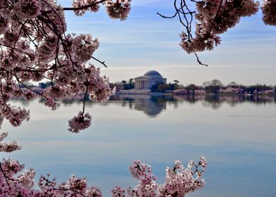 Cherry Blossoms Dome 