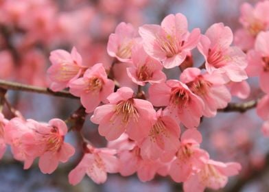 Pretty Pink Cherry Blossom