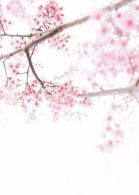 Graceful Cherry Blossoms