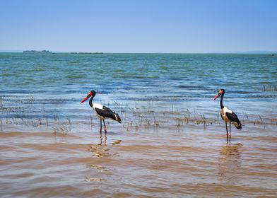 Two saddlebilled storks