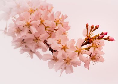 PInk Cherry Blossom Branch