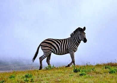 The Zebra