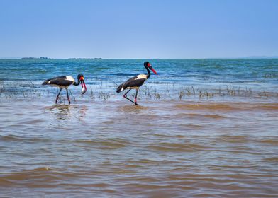 Two saddlebilled storks