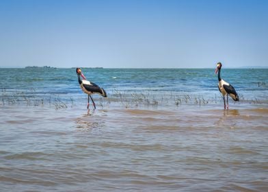 Two saddlebilled storks