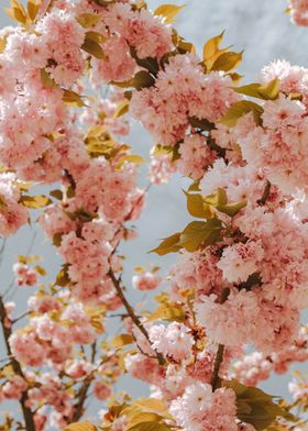 Spring Cherry Blossoms