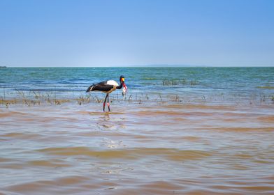 Two saddlebilled storks