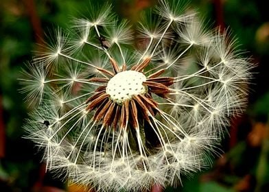 Dandelion Wish