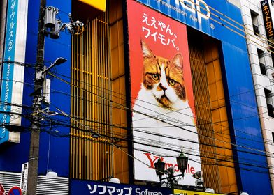 A cat in Osaka