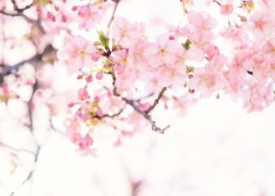 Elegant Cherry Blossoms