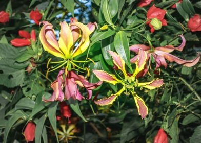 Wild flowers Uganda