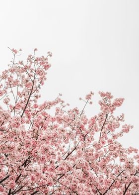 Pink Cherry Blossom Trees
