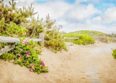 Roses at Marconi Beach