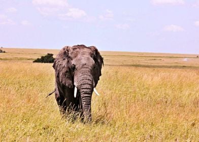 Elephant Out For A Stroll