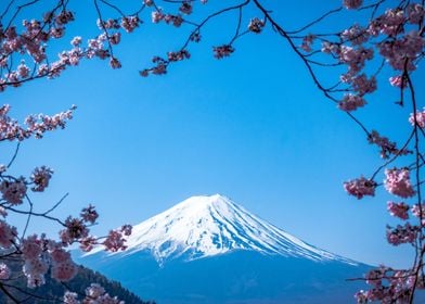 Cherry Blossom Mountain