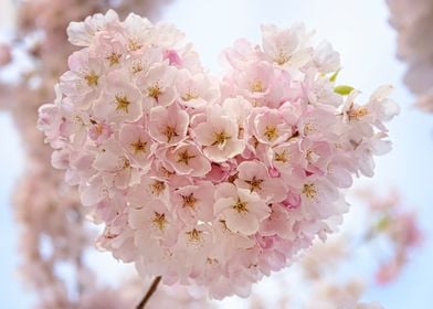Cherry Blossom Heart