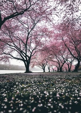 Serene Cherry Blossom Tree