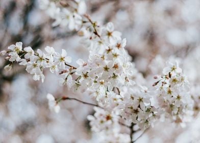 Fair Cherry Blossoms
