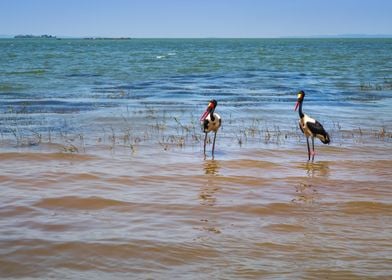 Two saddlebilled storks