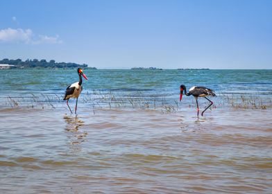 Two saddlebilled storks