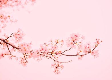 Pink Cherry Blossoms