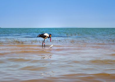 Two saddlebilled storks