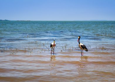 Two saddlebilled storks