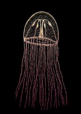 Jelly Fish stunning