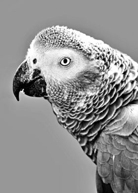 The African Grey