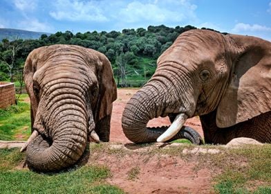 Double Trouble  Elephants