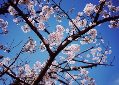 Delicate Cherry Blossoms