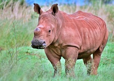 The magnificent Rhino