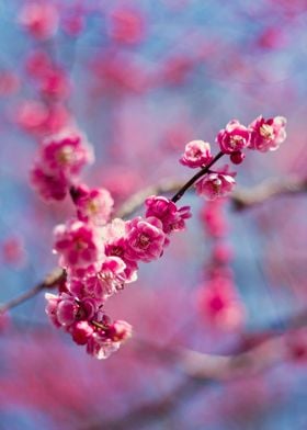 Pink Cherry Blossom Branch