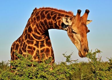 Giraffe Eating