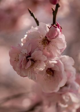 Pink Blush Cherry Blossoms