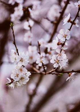 White Cherry Blossoms