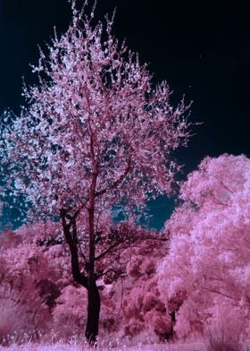 Midnight Cherry Blossoms