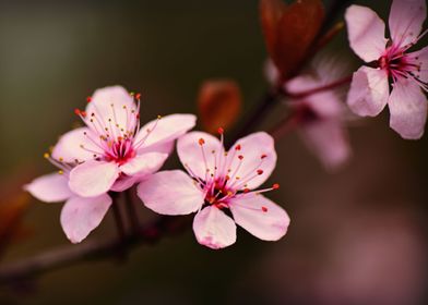 Cherry Blossoms Close Up
