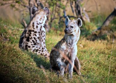 Two Hyenas