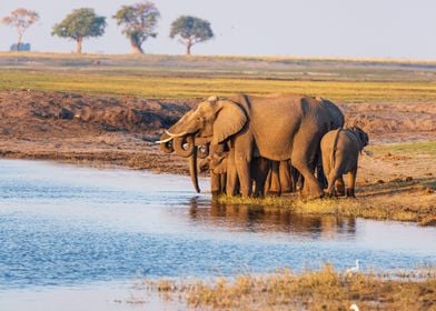 Elephants drinking Africa