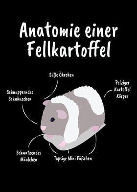 Anatomy Of A Guinea Pig