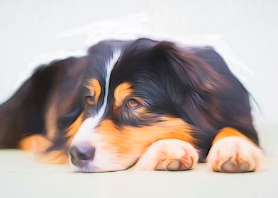 Australian Shepherd