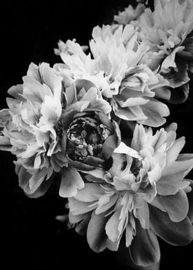 Abstract black peonies