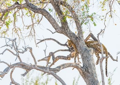 Leopard on tree Namibia