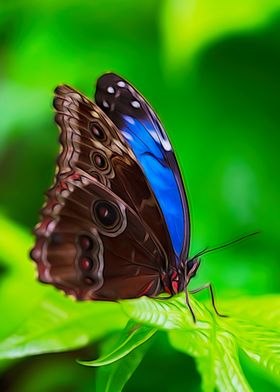 Brown And Blue Butterfly