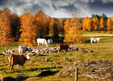 Grazing Cattle