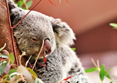 Beautiful Koala