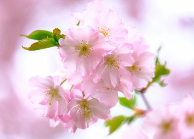 Serene Cherry Blossoms